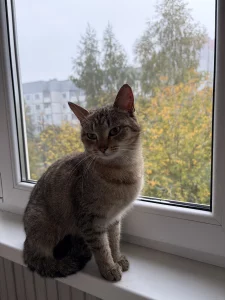 Ищет дом кошечка
