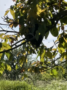 Рой пчел, семьи пчел