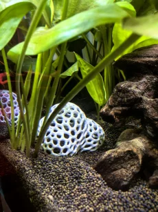 Укрытие для креветок