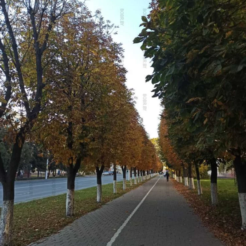 Красивая осенняя аллея на Минской
