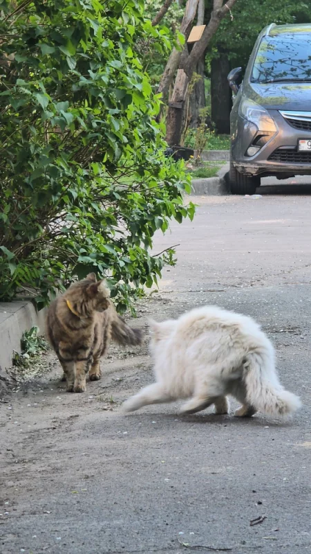 Бобруйские котики