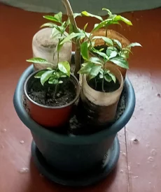 Саженцы лимона и мандарина