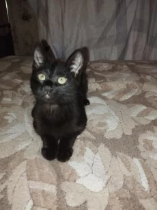Ласковые котята