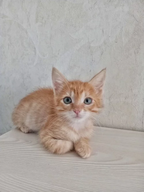 Котёнок рыжик