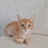 Котёнок рыжик