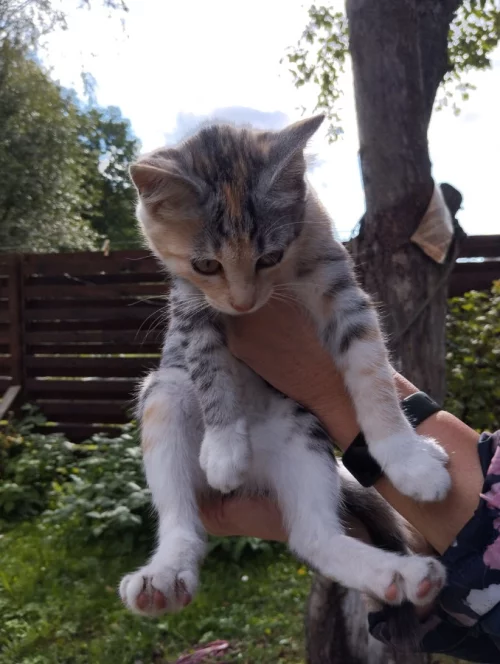 Котята ищут семью