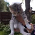 Котята ищут семью