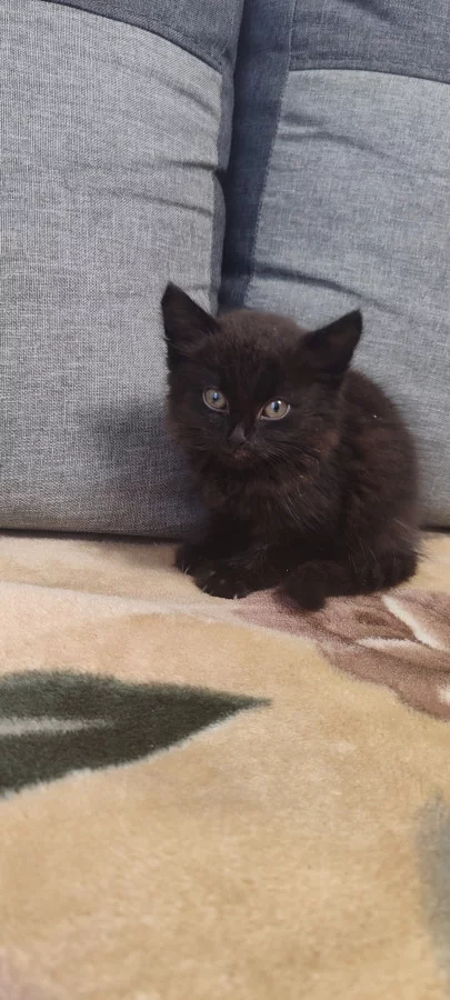 Кошечка 2 месяца