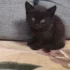 Кошечка 2 месяца
