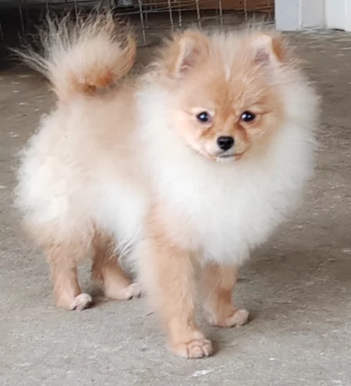 Померанский шпиц