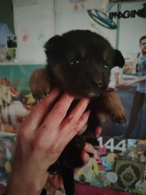 Щенки ищут дом