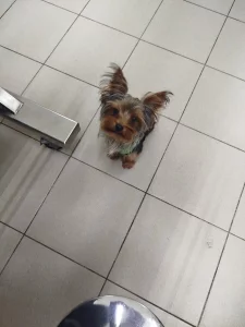 Ветеринарный врач и ветеринарный фельдшер