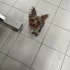 Ветеринарный врач и ветеринарный фельдшер