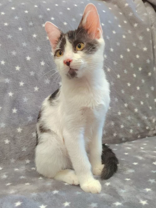 Котёнок мальчик