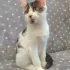 Котёнок мальчик