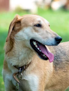 Красавец-пес ищет дом