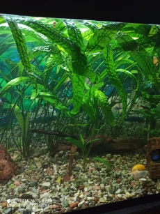 Эхинодорус волнистый