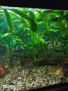 Эхинодорус волнистый