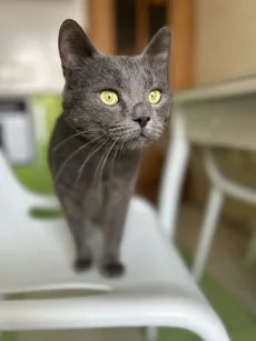 Молоденький котик ищет дом