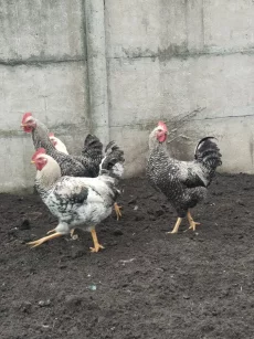 Молодые петухи