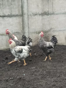 Молодые петухи