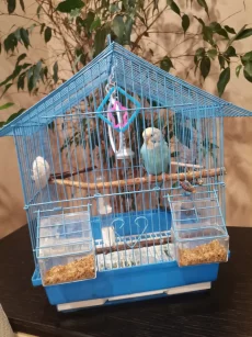 Попугай мальчик 5месяцев