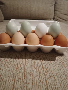 Яйцо домашнее
