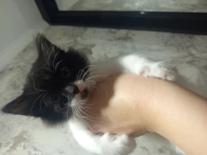Отдам котят в хорошие руки