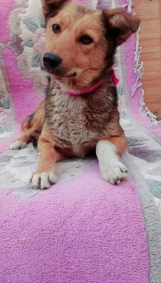 Лапка, 1 год, стерилизована