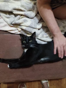 Кошечка Багира ищет новую семью