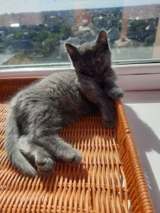 Котята ищут дом