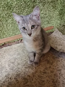 Котенок
