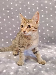 Котёнок мальчик