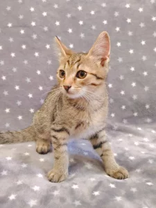 Котёнок мальчик