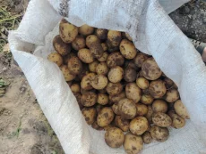 Картофель