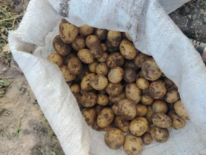 Картофель