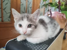 Котенок