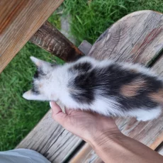 Отдам котенка