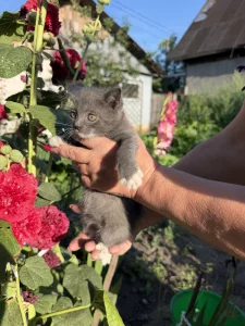 Серый котёнок-мальчик, спасённый из поля, ищет дом (около 2 месяцев)