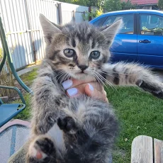 Отдам котят