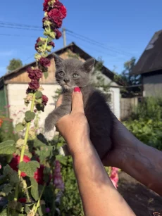 Серый котёнок-мальчик с голубыми глазами (около 2 месяцев)