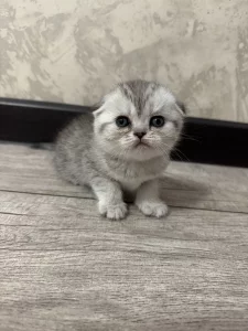 Вислоухие котята (БРОНЬ)