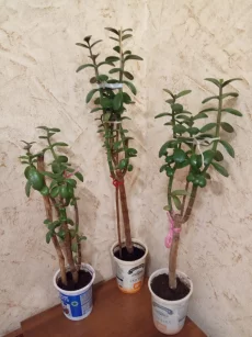 Денежное дерево (толстянка)