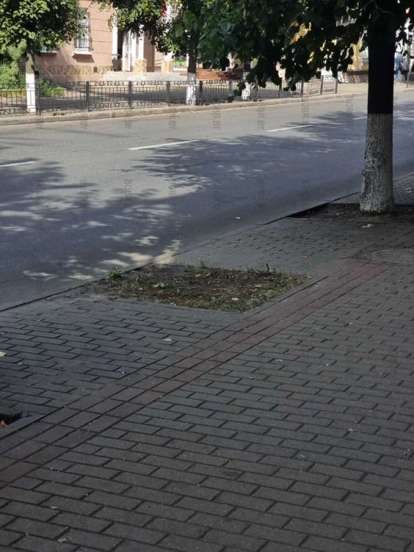Клумба есть, а дерева нет! Недоработка зеленхоза.