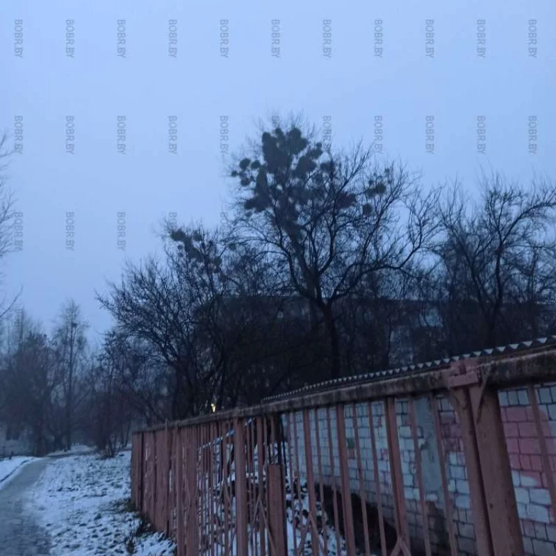 Так много деревьев в городе \