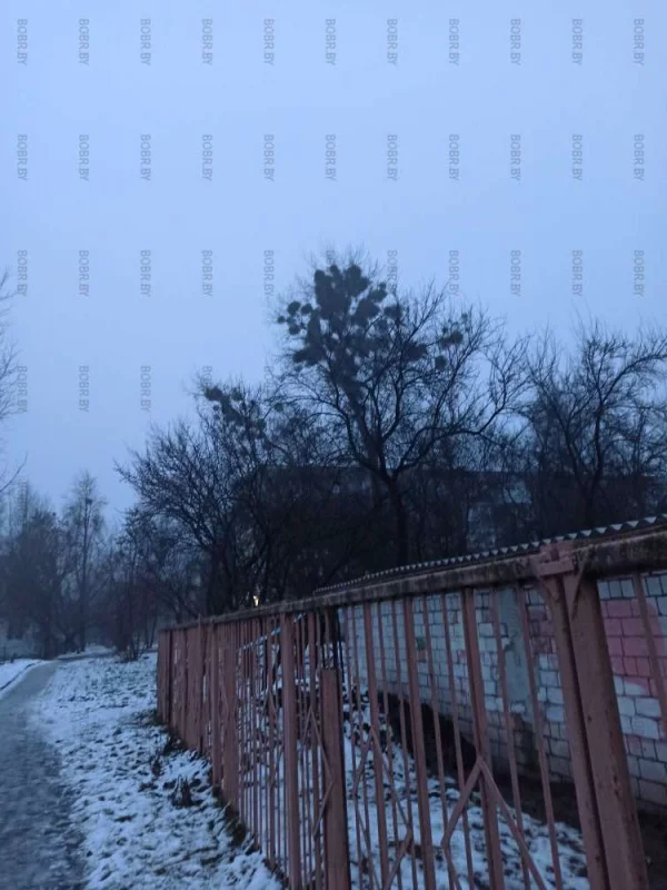 Так много деревьев в городе "заражены", но ими не занимаются...