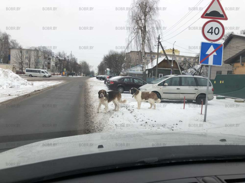 Собачки сбежали 