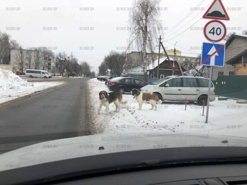 Собачки сбежали 