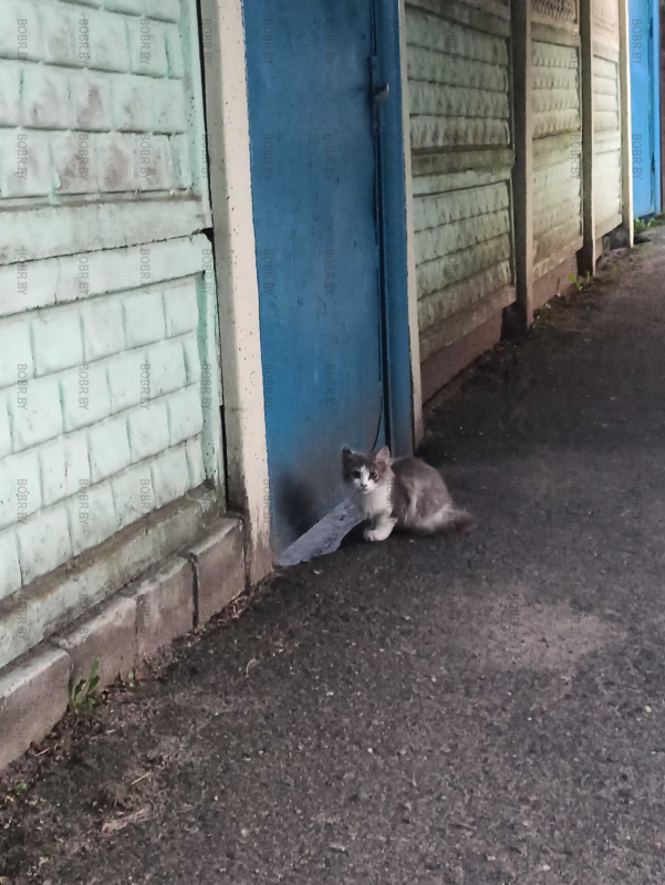 Котики Бобруйска