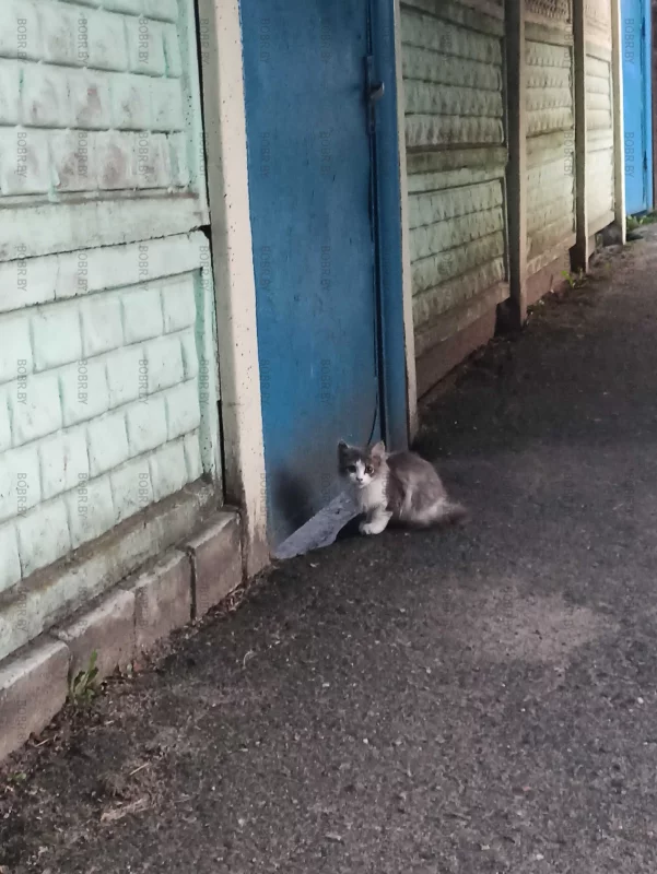 Котики Бобруйска